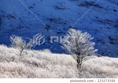 嚴冬中的霧峰 123273588