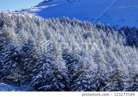 Kirigamine in the harsh winter 123273589