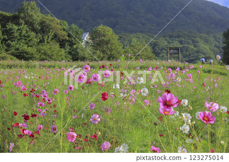Cosmos flowers Omoshiroyama Highlands Cosmos flowers Omoshiroyama Highlands 123275014