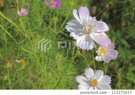 Cosmos flowers Omoshiroyama Highlands Cosmos flowers Omoshiroyama Highlands 123275015