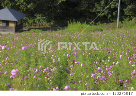 Cosmos flowers Omoshiroyama Highlands Cosmos flowers Omoshiroyama Highlands 123275017