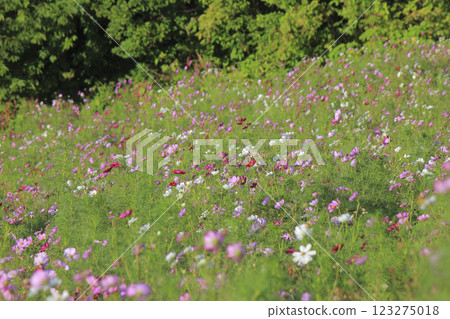 Cosmos flowers Omoshiroyama Highlands Cosmos flowers Omoshiroyama Highlands 123275018