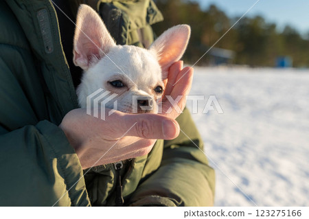 Man holding small white chihuahua puppy in winter landscape 123275166