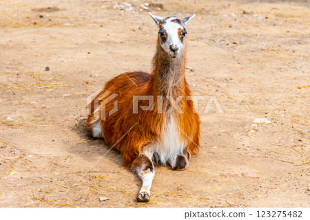 A llama sits comfortably on the ground in a dusty outdoor area. Its soft brown and white fur contrasts against the dry earth, creating a peaceful scene under clear skies. A llama sits comfortably on the ground in a dusty outdoor area. Its soft brown and white fur contrasts against the dry earth, creating a peaceful scene under clear skies. 123275482