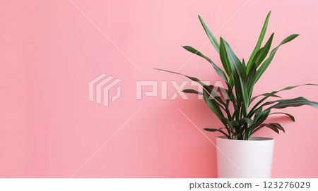 Decorate your apartment with a green plant in a white pot against a pink wall for a modern, natureinspired aesthetic. The fresh greenery adds a stylish, minimalist look to your home 123276029