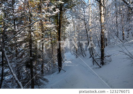 Winter forest trail surrounded by trees in snow, mountains, and blue sky in Utah State 123276071