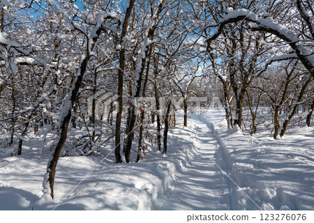 Winter forest trail surrounded by trees in snow, mountains, and blue sky in Utah State Winter forest trail surrounded by trees in snow, mountains, and blue sky in Utah State 123276076