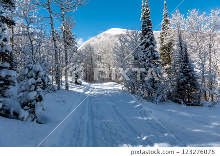 Winter forest trail surrounded by trees in snow, mountains, and blue sky in Utah State 123276078