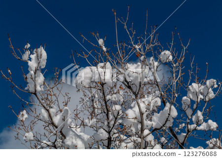 Tree branches covered with white frost against a blue sky in State Utah. Winter background 123276088
