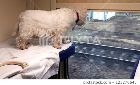Westie dog enjoying a train ride while looking out the window at the passing scenery Westie dog enjoying a train ride while looking out the window at the passing scenery 123276643