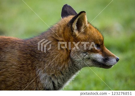 Closeup of a fox displaying sharp instincts and charm 123276851