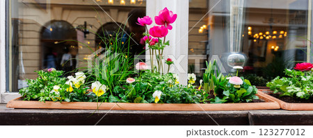 Flower pot pink anemone on window Bamberg old city center street ancient building house medieval facade design. Bayer traditional German architecture urban cityscape European landmark sunny day rain Flower pot pink anemone on window Bamberg old city center street ancient building house medieval facade design. Bayer traditional German architecture urban cityscape European landmark sunny day rain 123277012
