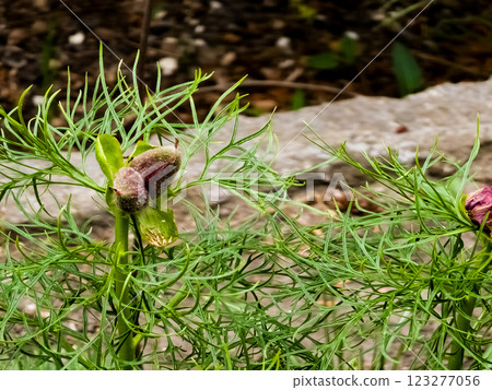 Fruits of Paeonia tenuifolia on bushes in spring Fruits of Paeonia tenuifolia on bushes in spring 123277056