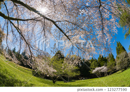Blue sky and cherry blossoms (Kuju Plateau, Taketa City, Oita Prefecture) Blue sky and cherry blossoms (Kuju Plateau, Taketa City, Oita Prefecture) 123277590