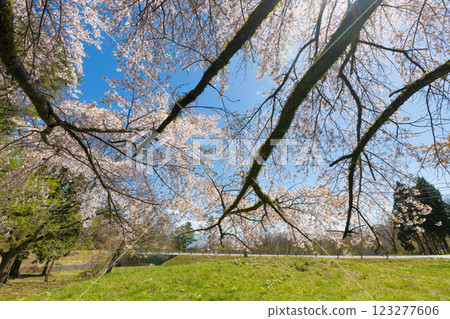 Blue sky and cherry blossoms (Kuju Plateau, Taketa City, Oita Prefecture) Blue sky and cherry blossoms (Kuju Plateau, Taketa City, Oita Prefecture) 123277606