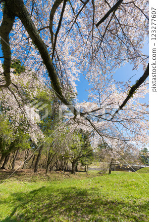 藍天與櫻花（大分縣竹田市九重高原） 123277607