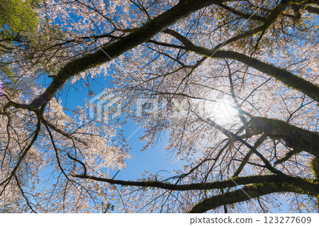 Blue sky and cherry blossoms (Kuju Plateau, Taketa City, Oita Prefecture) Blue sky and cherry blossoms (Kuju Plateau, Taketa City, Oita Prefecture) 123277609