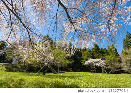 Blue sky and cherry blossoms (Kuju Plateau, Taketa City, Oita Prefecture) Blue sky and cherry blossoms (Kuju Plateau, Taketa City, Oita Prefecture) 123277614