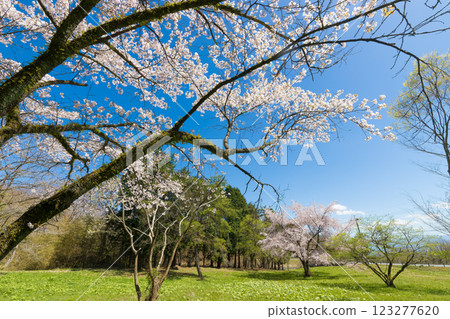 Blue sky and cherry blossoms (Kuju Plateau, Taketa City, Oita Prefecture) Blue sky and cherry blossoms (Kuju Plateau, Taketa City, Oita Prefecture) 123277620