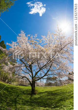 Blue sky and cherry blossoms (Kuju Plateau, Taketa City, Oita Prefecture) Blue sky and cherry blossoms (Kuju Plateau, Taketa City, Oita Prefecture) 123277633