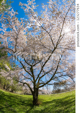 Blue sky and cherry blossoms (Kuju Plateau, Taketa City, Oita Prefecture) Blue sky and cherry blossoms (Kuju Plateau, Taketa City, Oita Prefecture) 123277634