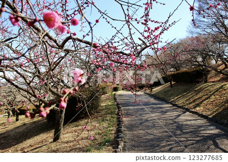 Scenery with plum Scenery with plum 123277685