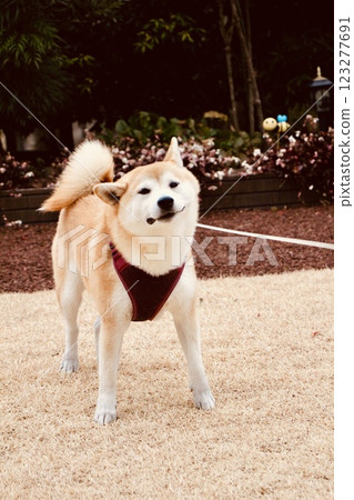 Shiba Drill 123277691
