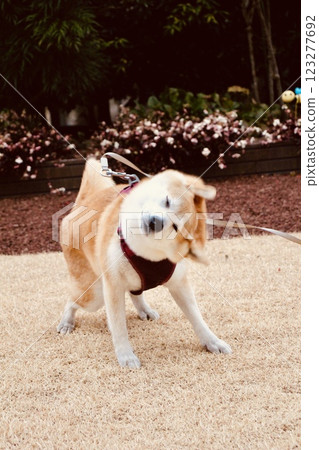 柴犬鑽 柴犬鑽 123277692