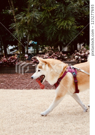 玩Shiba Inu 玩Shiba Inu 123277693