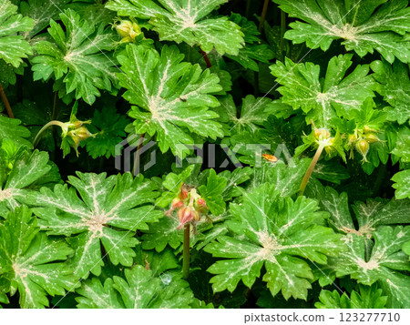 Spring pink flower buds and leaves of the Geranium macrorizum geranium plant. Close-up 123277710