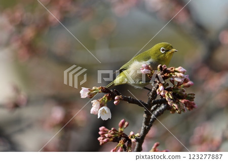 今年，江戶彼岸櫻花樹上可以看到繡眼鳥。 123277887