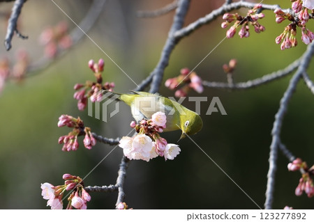 繡眼鳥與櫻花的結合，預示著春天的到來（上） 123277892