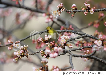 White-eyes and cherry blossoms are symbols of early spring 123278049