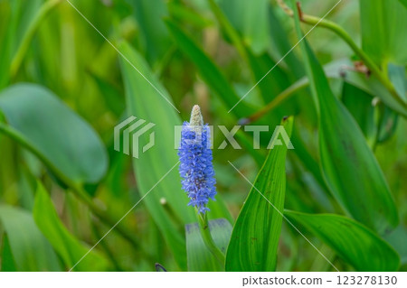 Cool blue full bloom Nagasumi Aoi 123278130