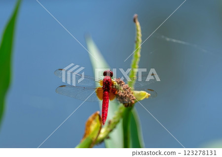 A scarlet dragonfly relaxing under the hot sun A scarlet dragonfly relaxing under the hot sun 123278131