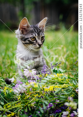 A gray striped kitten is sitting in the tall green grass, surrounded by a bed of small purple and yellow wildflowers. The kitten looks away A gray striped kitten is sitting in the tall green grass, surrounded by a bed of small purple and yellow wildflowers. The kitten looks away 123278143
