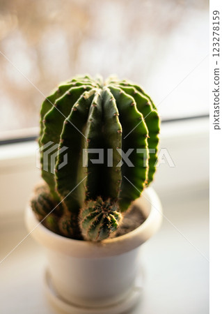 Close-up of a large cactus in a white pot standing on the window 123278159
