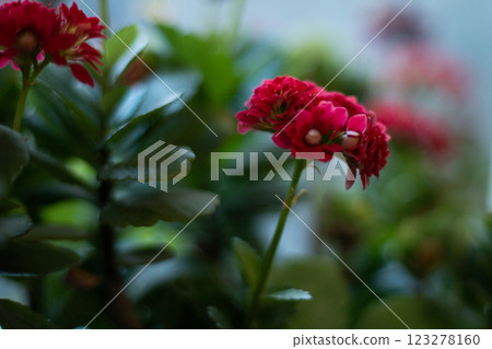 A beautiful multicolored kalanchoe with green leaves grows in a flower pot against the background of a winter window. Close-up. Indoor flowers 123278160