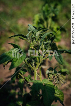 Tomatoes bloom very poorly on the farm. Crop failure. Disease of agricultural crops. Tomatoes bloom very poorly on the farm. Crop failure. Disease of agricultural crops. 123278175