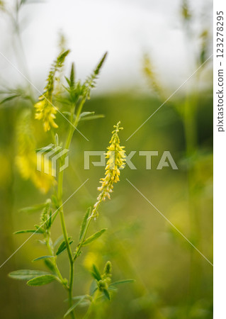 Close-up of a yellow wildflower 123278295