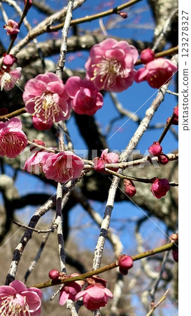 紅梅在藍天映襯下熠熠生輝 123278327