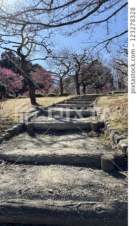 Landscape with plum blossoms 123278328