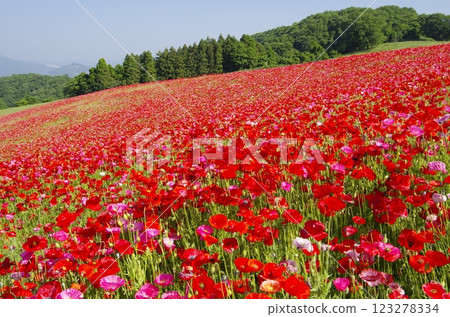 Chichibu Highland Farm: Poppies in the Sky 123278334