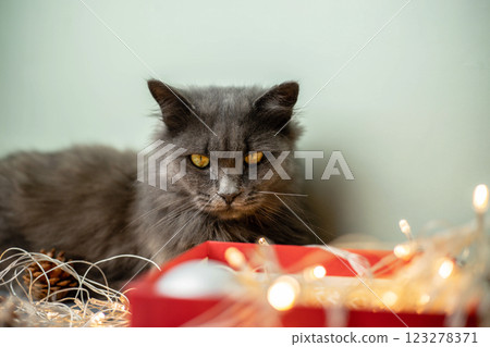 A gray fluffy cat looks thoughtfully into a red gift box with a garland. The concept of New Year and Christmas. Copy space 123278371