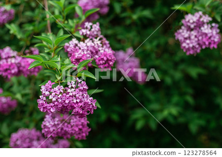 Lilac in the garden close-up copy space 123278564