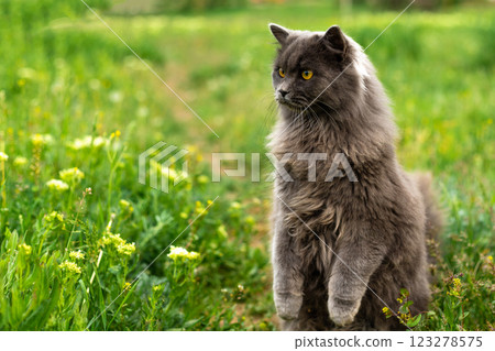 A fluffy gray cat stands on two paws. Peeking out of the grass. Copy space 123278575