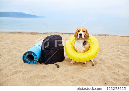 A beagle dog wearing sunglasses and a floating ring sits on a sandy beach. A beagle dog wearing sunglasses and a floating ring sits on a sandy beach. 123278625