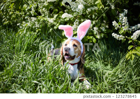 A Beagle dog wearing bunny ears sits on the green grass by a flowering bird cherry bush. A Beagle dog wearing bunny ears sits on the green grass by a flowering bird cherry bush. 123278645