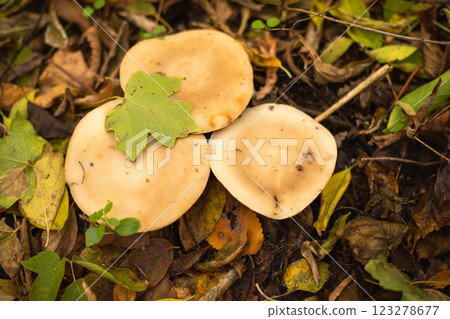 Mushrooms growing in the autumn forest, with a maple leaf on the hat. Fallen leaves 123278677
