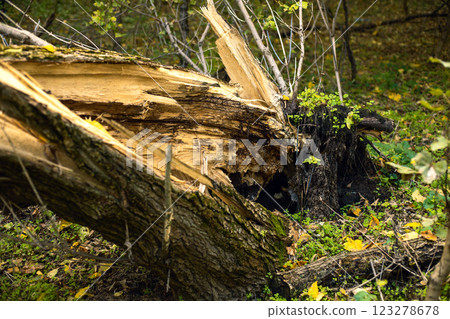 A huge tree broken by the wind in the autumn forest. Close-up A huge tree broken by the wind in the autumn forest. Close-up 123278678